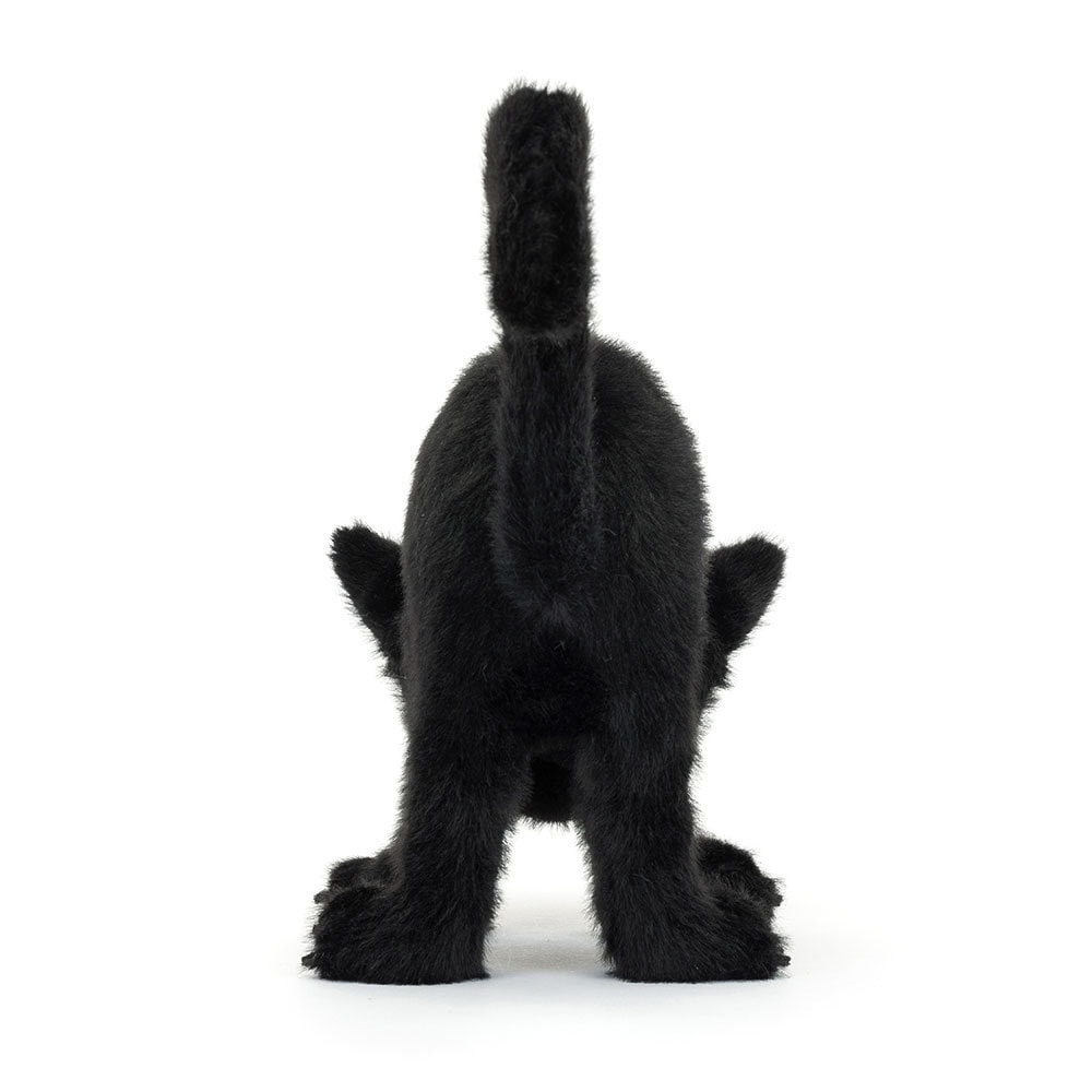 Spookipaws Cat